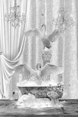 Three Swans &amp; Bubbles Black &amp; White Poster och Canvastavla