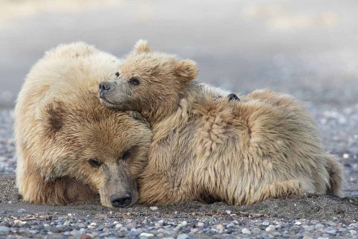 Cuddles Poster och Canvastavla