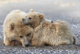 Cuddles Poster och Canvastavla