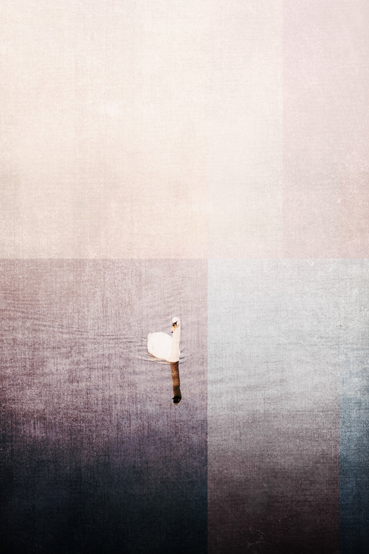 Swan in water Poster och Canvastavla