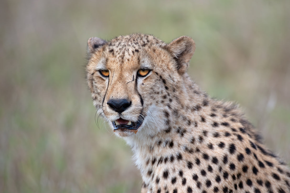 The Cat Poster och Canvastavla