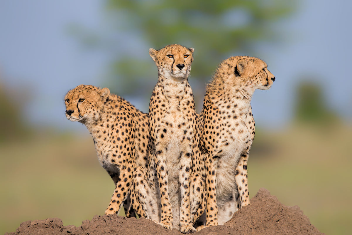 Cheetah Malaika and Her Two Boys Poster och Canvastavla