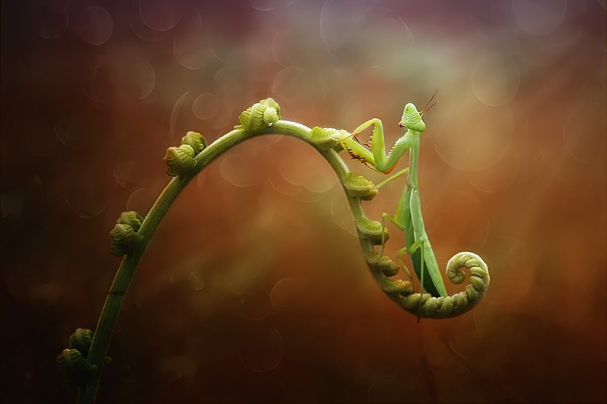 Relaxing mantis Poster och Canvastavla