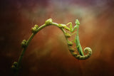 Relaxing mantis Poster och Canvastavla