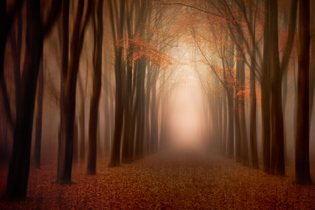 to the light .......... Poster och Canvastavla