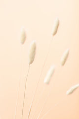Bunny Grass Peach 07 Poster och Canvastavla