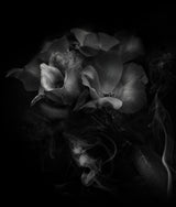 Rose Smoke Poster och Canvastavla
