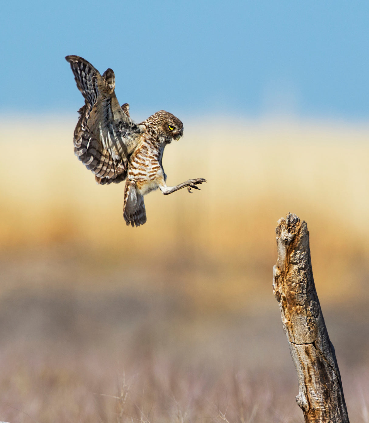 Landing gear out Poster och Canvastavla