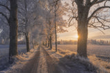 The Road not Taken Poster och Canvastavla
