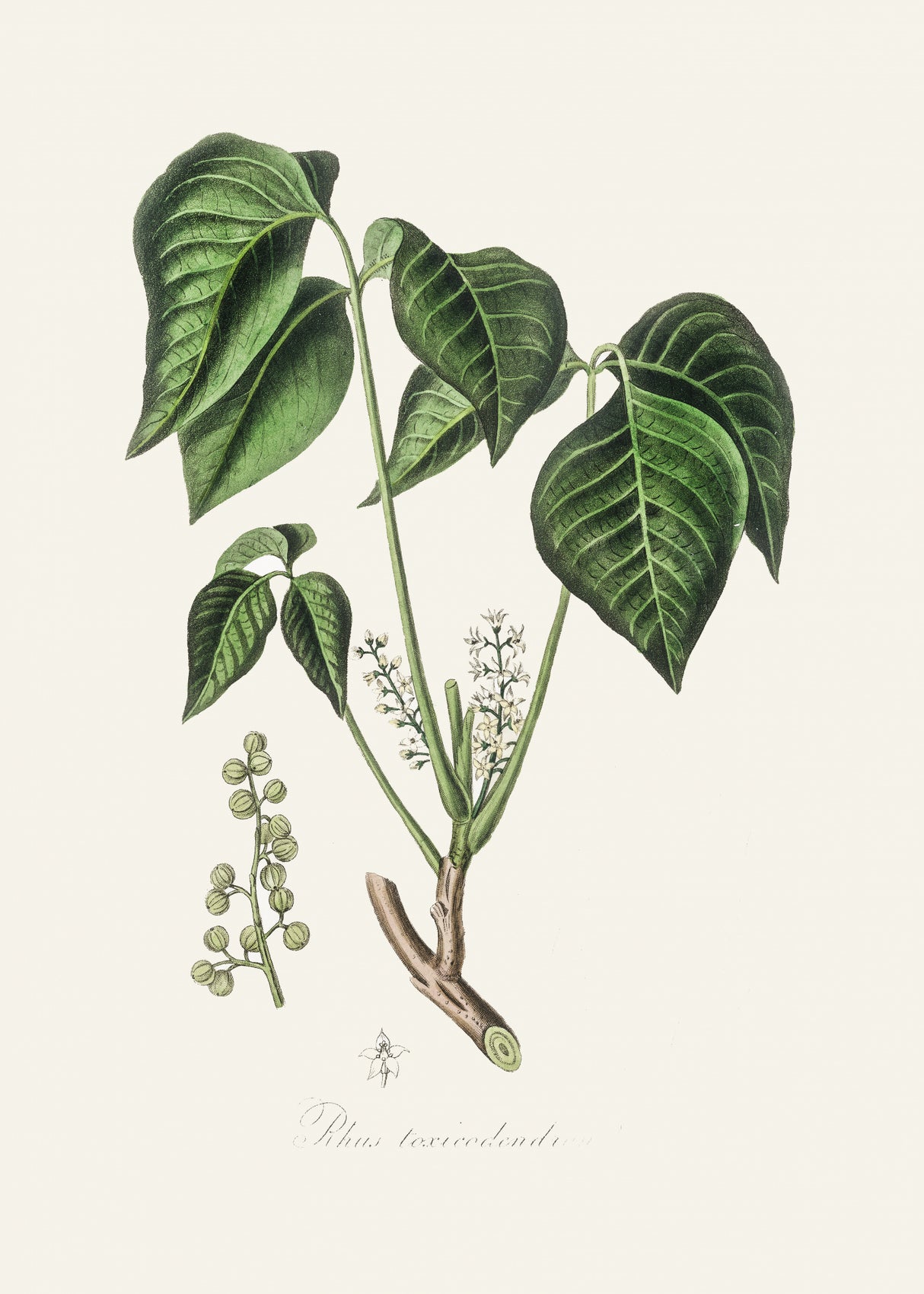 Poison Ivy (rhus Toxicodendron) Medical Botany Poster och Canvastavla