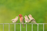House Finches Poster och Canvastavla