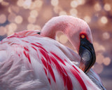 Flamingo at the Zoo Poster och Canvastavla