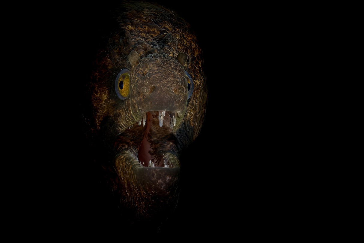 Scream of the deep Poster och Canvastavla