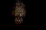 Scream of the deep Poster och Canvastavla