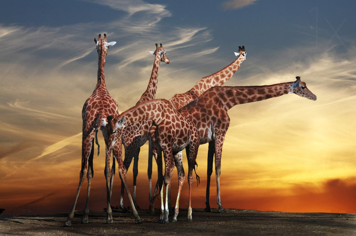 girafes meeting Poster och Canvastavla