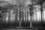 The Shape of Trees 05 Poster och Canvastavla