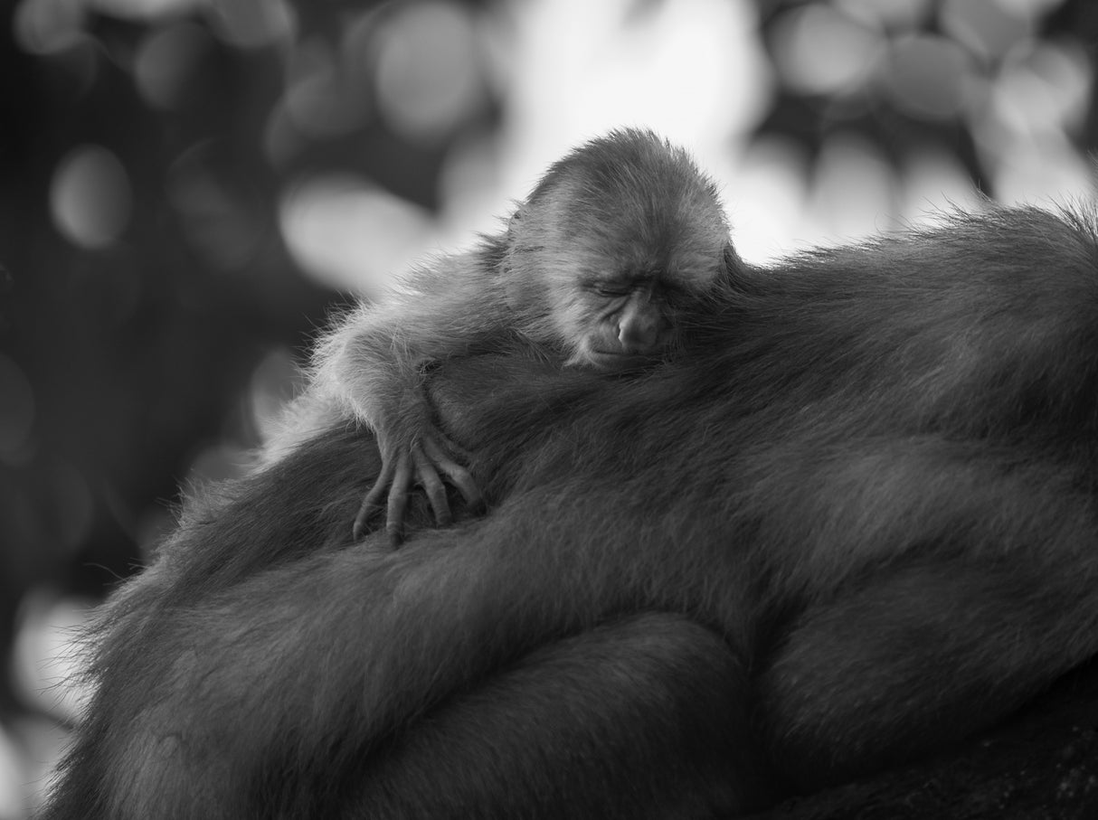 Sleeping Baby Poster och Canvastavla