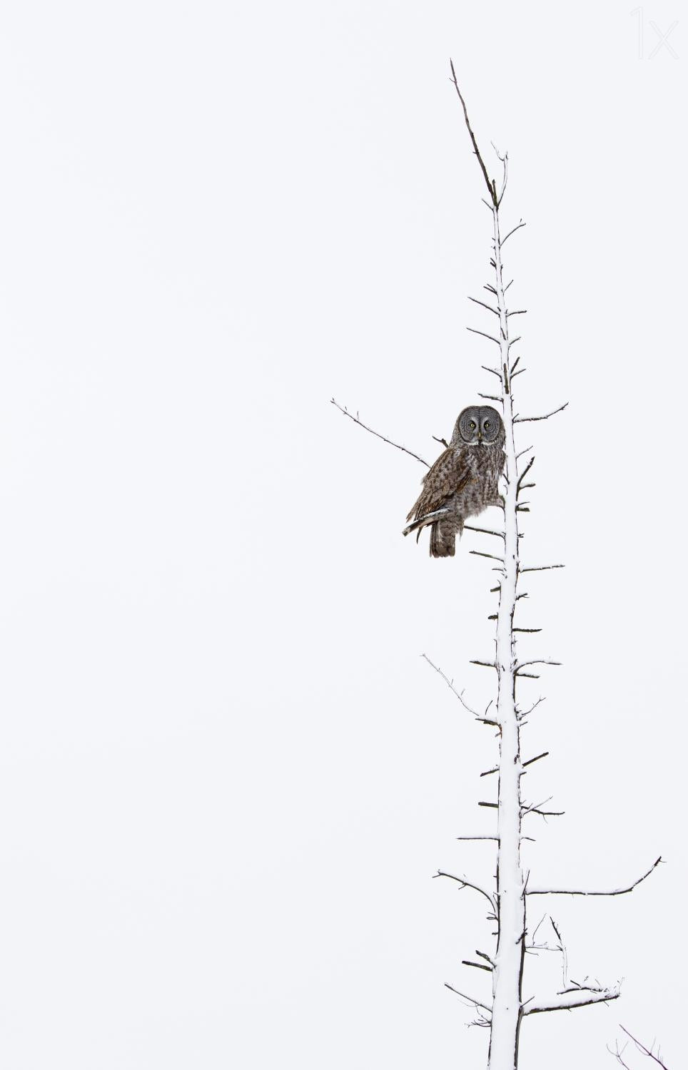 The Grey Hunter on White Poster och Canvastavla