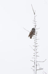 The Grey Hunter on White Poster och Canvastavla
