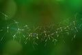 The Mosquitoes Poster och Canvastavla