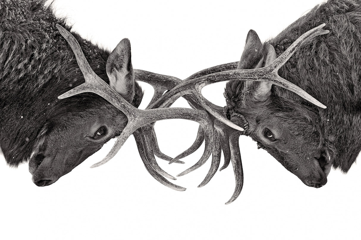 Eye to Eye - Elk fight Poster och Canvastavla