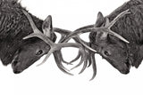 Eye to Eye - Elk fight Poster och Canvastavla