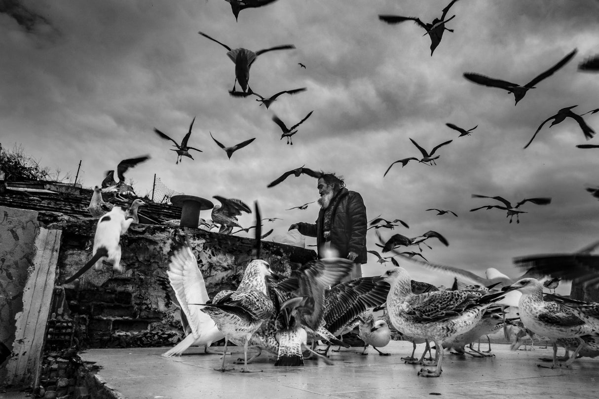 man who loves seagulls Poster och Canvastavla