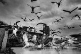 man who loves seagulls Poster och Canvastavla