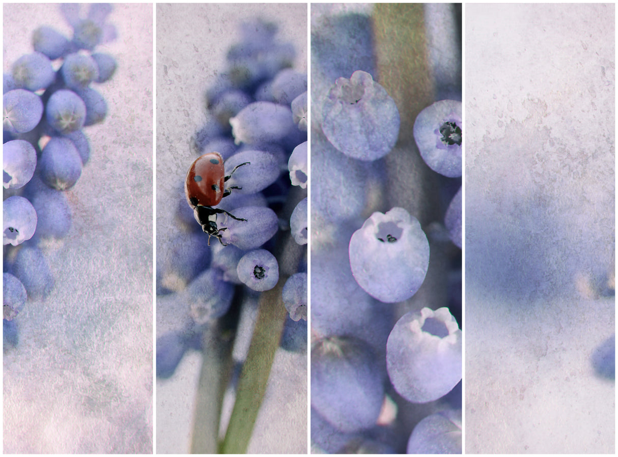 Ladybird....... Poster och Canvastavla