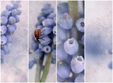 Ladybird....... Poster och Canvastavla