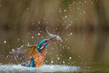 Rising from the waters Poster och Canvastavla