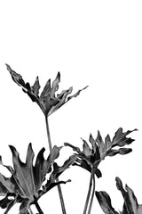 Monstera Black and White 08 Poster och Canvastavla