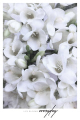 Distressed freesias II Poster och Canvastavla