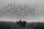 an adieu Poster och Canvastavla