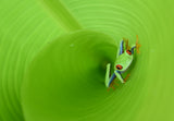 On the tunnel leaf Poster och Canvastavla