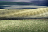 Terra Madre*** Poster och Canvastavla