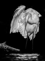 Great White Egret Poster och Canvastavla