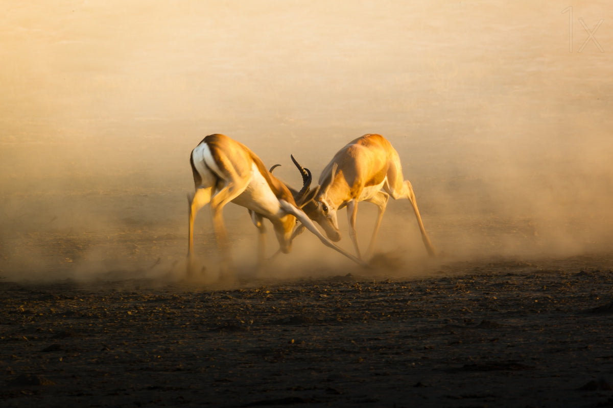 Rams in battle Poster och Canvastavla