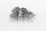 A Hazy Shade of Winter Poster och Canvastavla