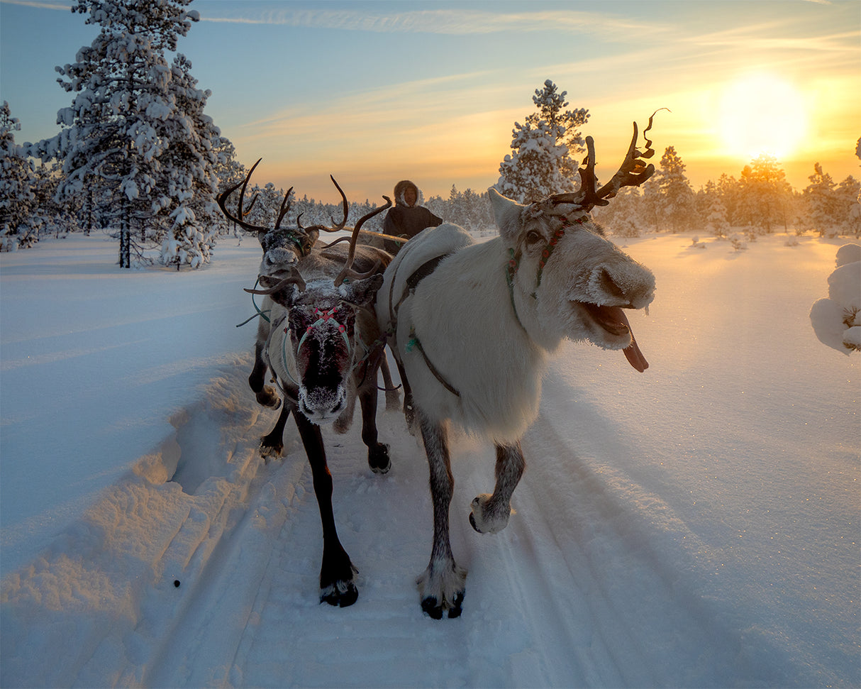 The morning drive to the herd Poster och Canvastavla