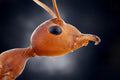 little ant Poster och Canvastavla