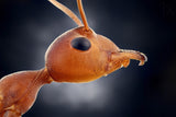 little ant Poster och Canvastavla