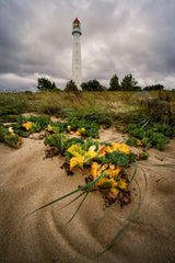 Botanical Lighthouse Poster och Canvastavla