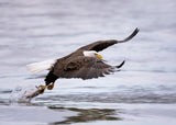 Bald Eagle Poster och Canvastavla