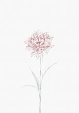 Peony 02 Poster och Canvastavla