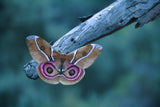 Madagascan Bullseye Moth Poster och Canvastavla