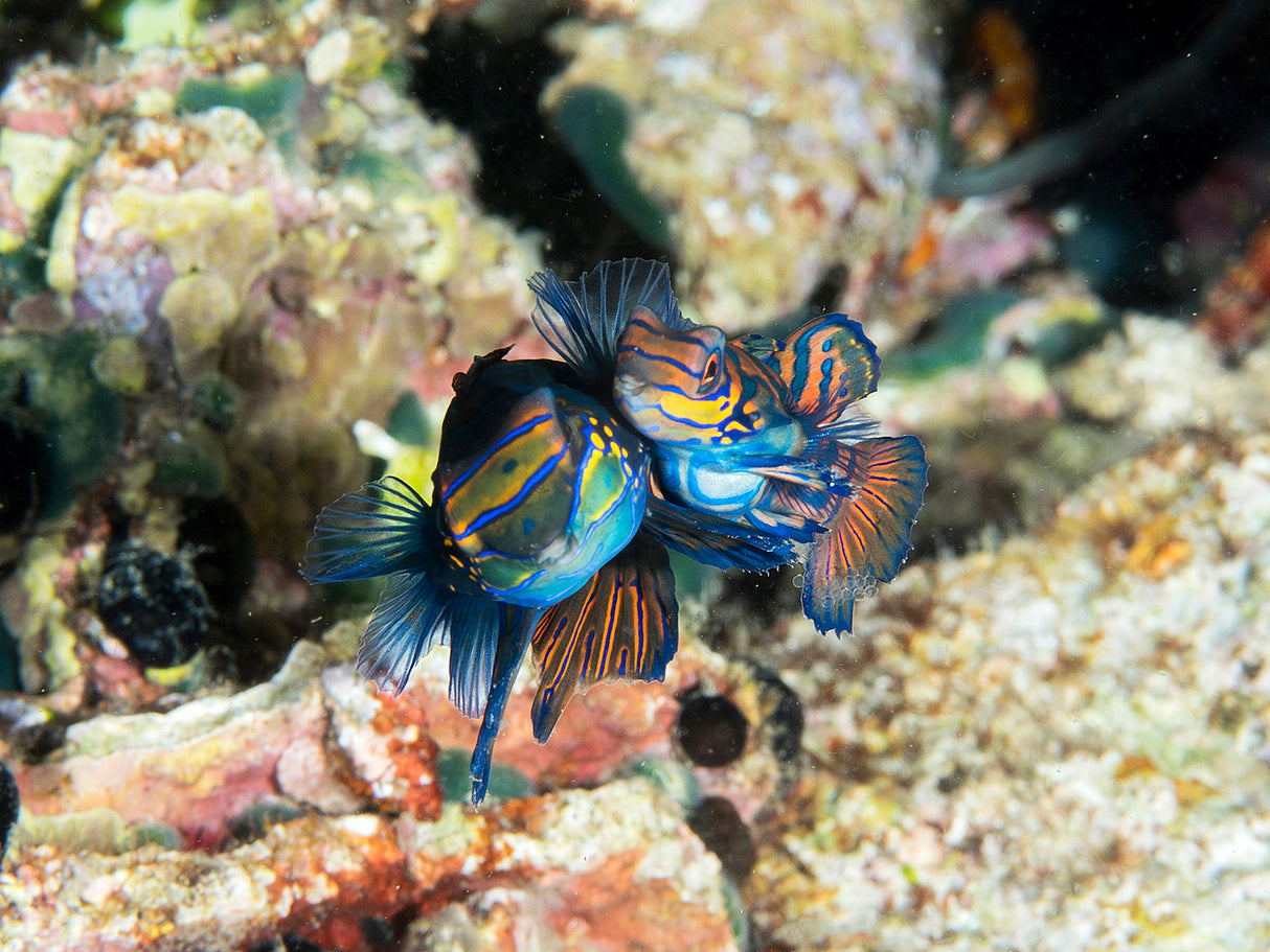 Mating Mandarin Fish Poster och Canvastavla