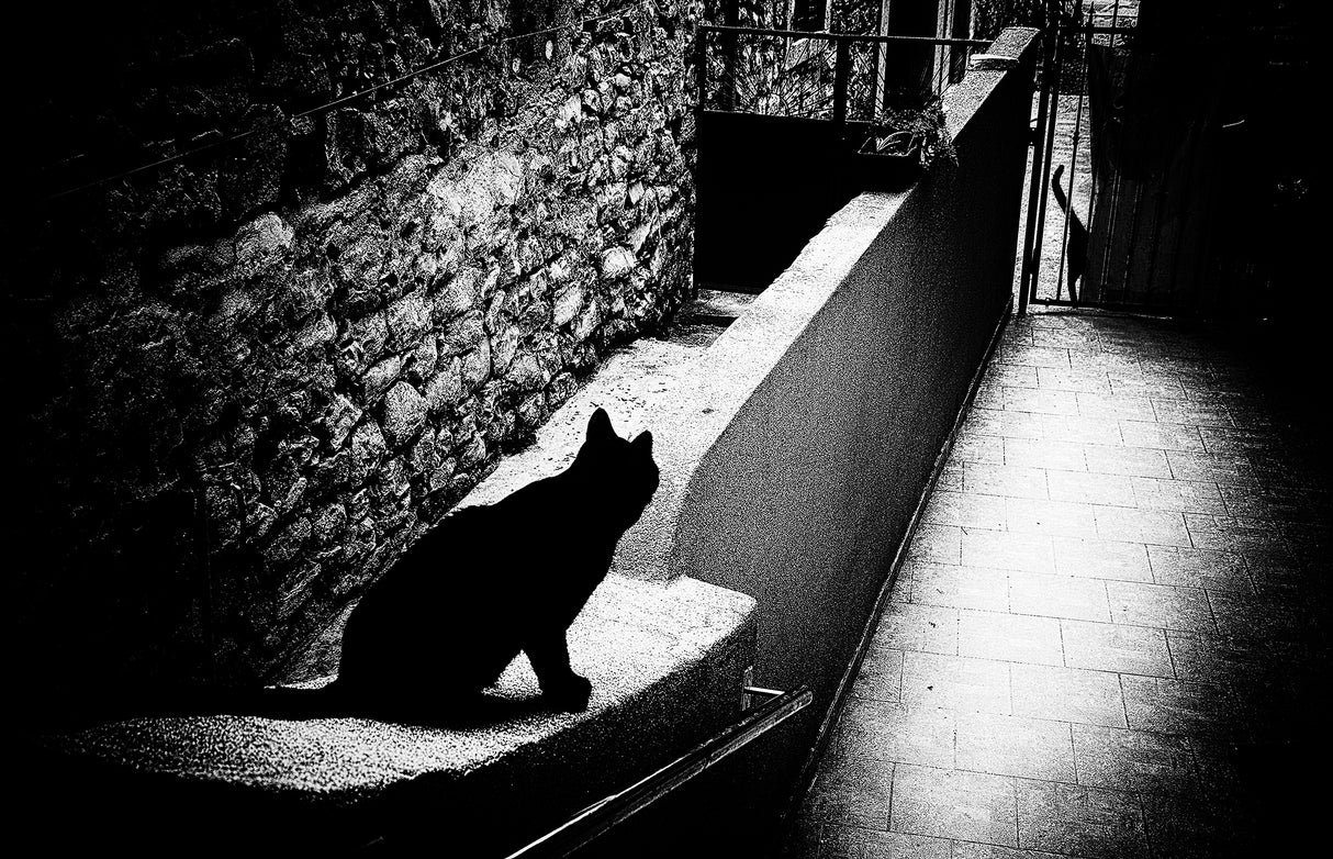 Chat noir Poster och Canvastavla