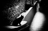Chat noir Poster och Canvastavla