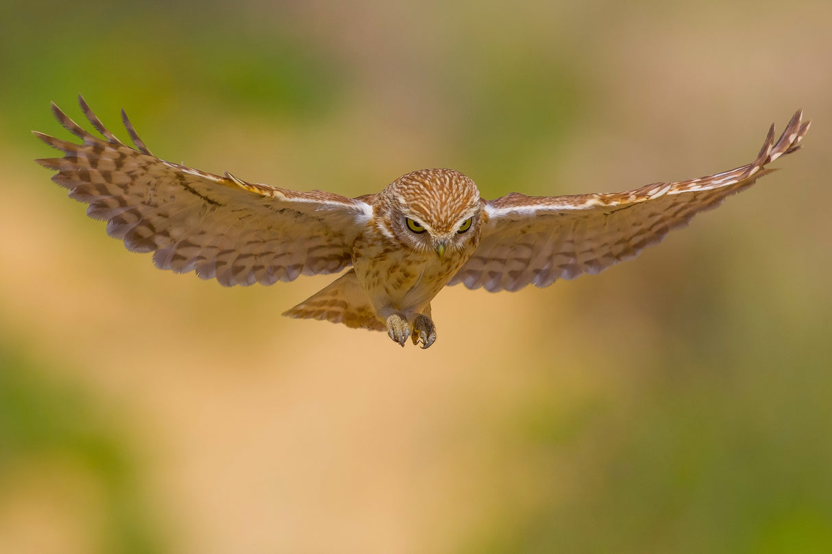 Little owl Poster och Canvastavla